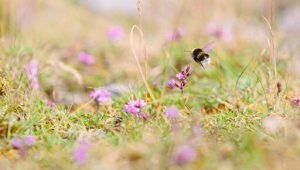 Zoomed in image of grass with little pink flowers dotted around and a bee flying just overhead.